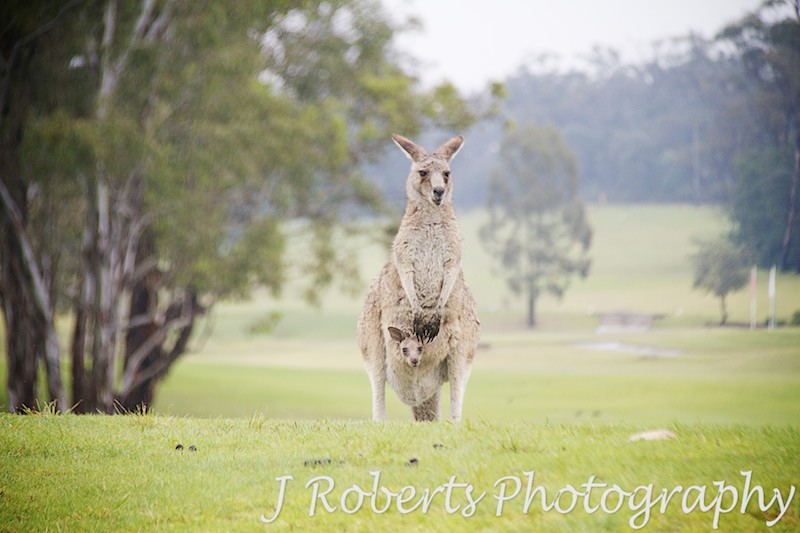 Kangaroos on golf course - wedding photography sydney
